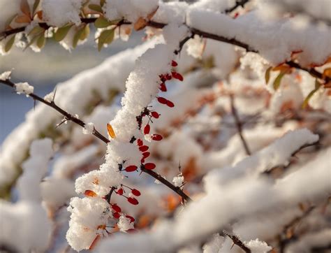 Barberry Winter Care 